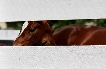 new fence